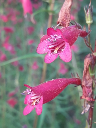 Pinto Beardtongue