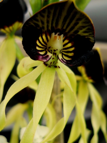 Clamshell Orchid