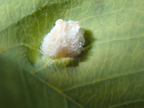 Blaesodiplosis canadensis
