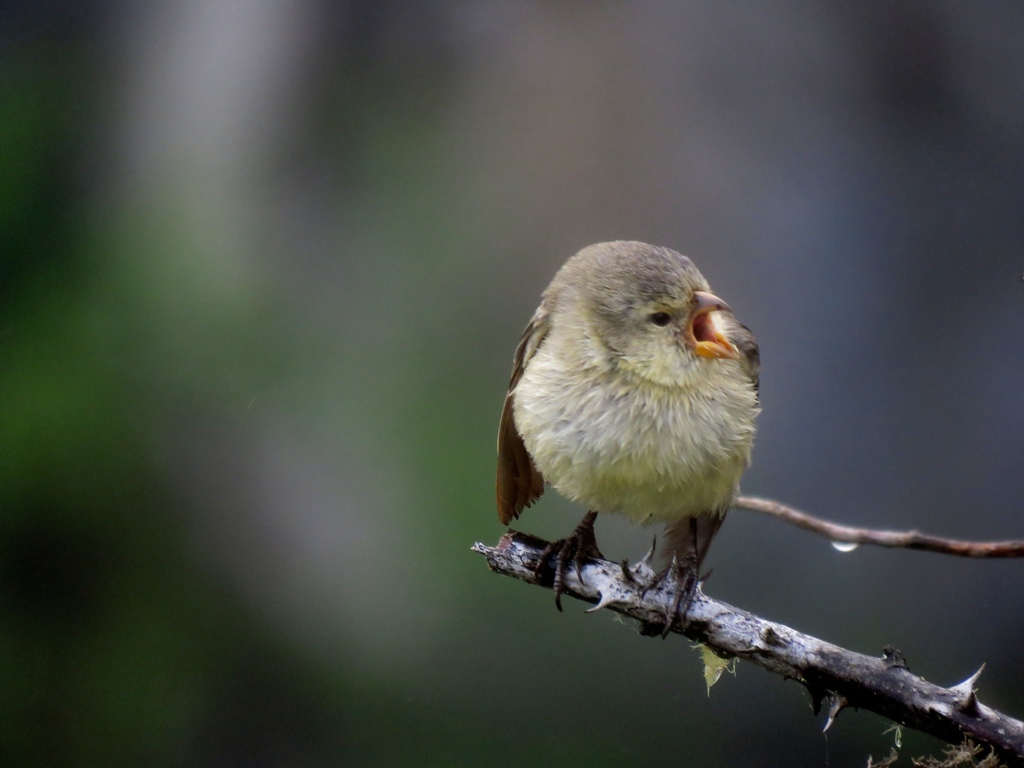 Small Tree-Finch photo