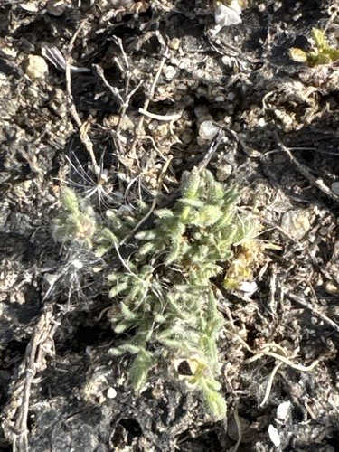 iNaturalist observation photo of Sticky Sand-Spurrey