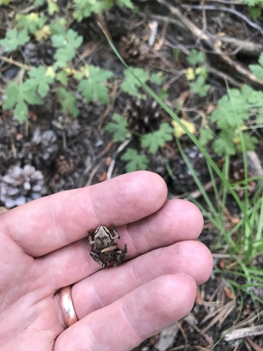 iNaturalist observation photo of Pacific chorus frog
