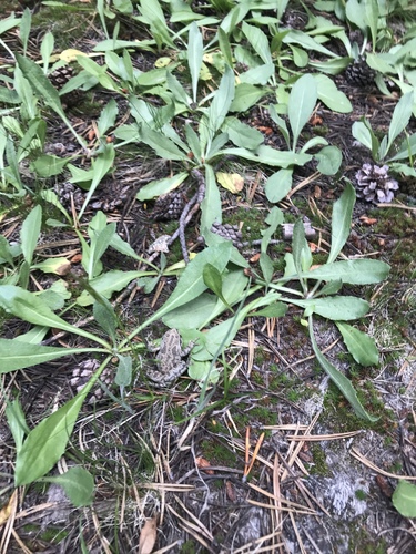 iNaturalist observation photo of Pacific chorus frog