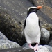 Fiordland Penguin - Photo (c) Jenny Pansing, all rights reserved