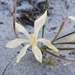 Babiana tubiflora - Photo (c) Glynn Alard, όλα τα δικαιώματα διατηρούνται, uploaded by Glynn Alard
