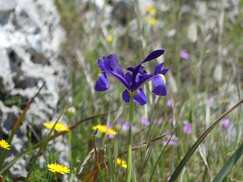 Avistamiento Iris azul de las marismas (Iris xiphium)