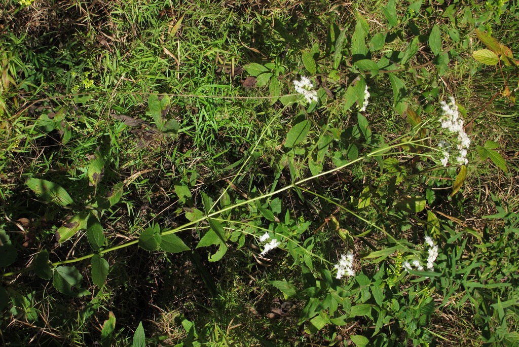 Ageratina aromatica