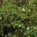 Smaller White Snakeroot - Photo (c) Milo Pyne, all rights reserved