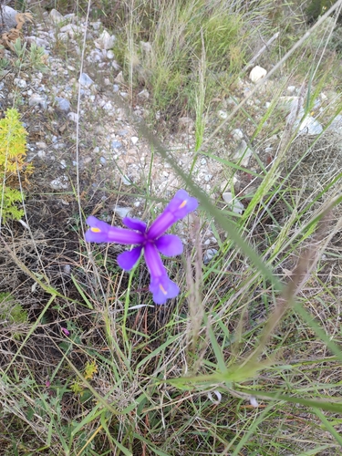Avistamiento Iris azul de las marismas (Iris xiphium)