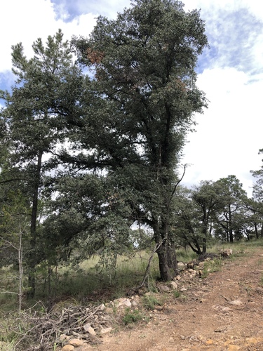 Quercus durifolia