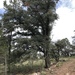 Quercus durifolia - Photo (c) kenialolo, כל הזכויות שמורות