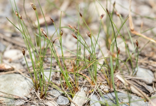 Eleocharis quinqueflora