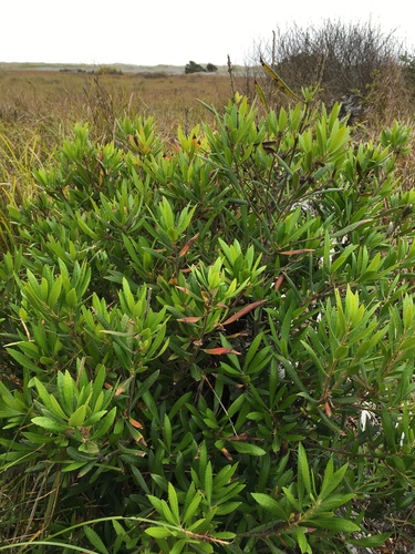 Pacific Wax myrtle