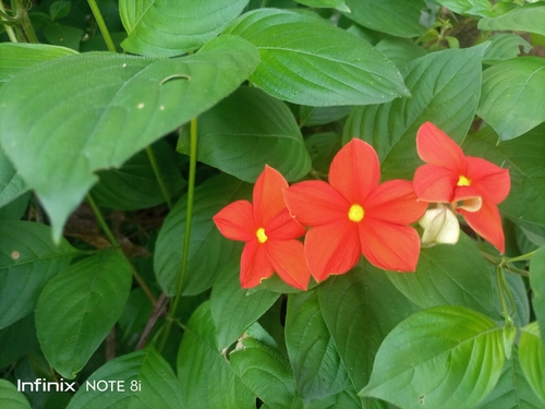 Mussaenda elegans