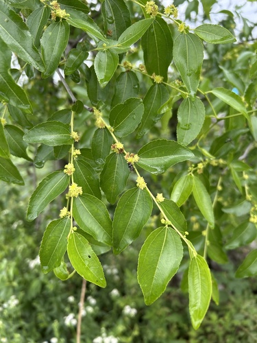 Jujube