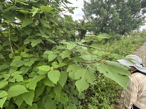 Paper mulberry