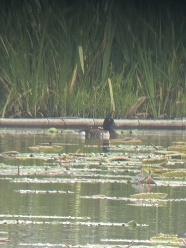 Baer's Pochard