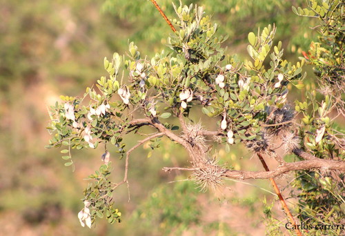 Texas mountain laurel