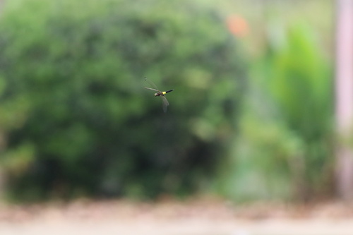 Pied Skimmer