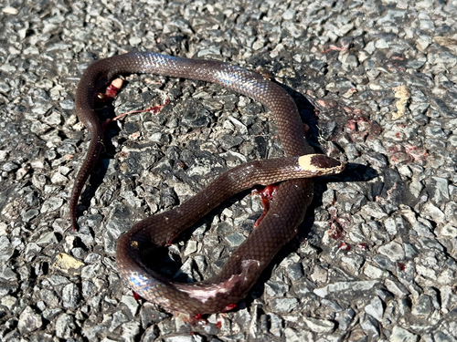 White-crowned Snake sighting