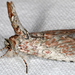 Neostictoptera nigropuncta - Photo (c) gernotkunz, kaikki oikeudet pidätetään, lähettänyt gernotkunz