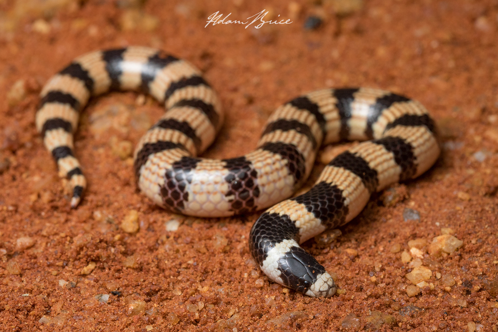 Northern Desert Banded Snake