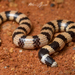 Northern Desert Banded Snake - Photo (c) Adam Brice, all rights reserved, uploaded by Adam Brice