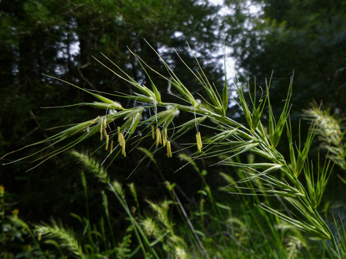 Elymus californicus (Bol. ex Thurb.) Gould