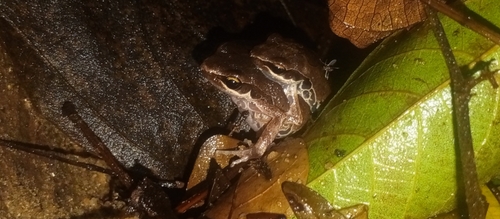 Silver Long-Fingered Frog