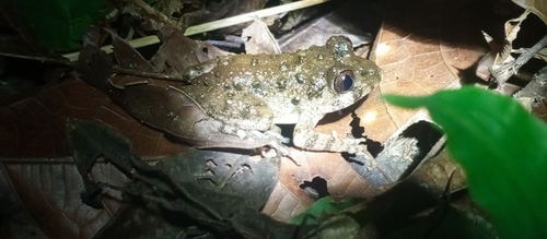 Scotobleps gabonicus