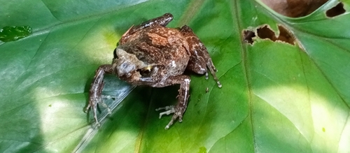Mottled Squeaker