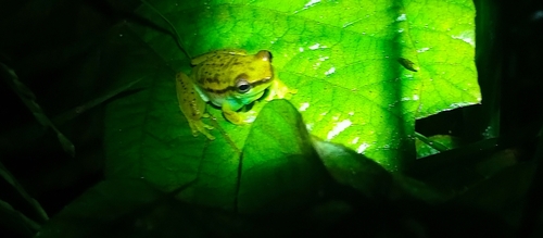 Dotted Reed Frog