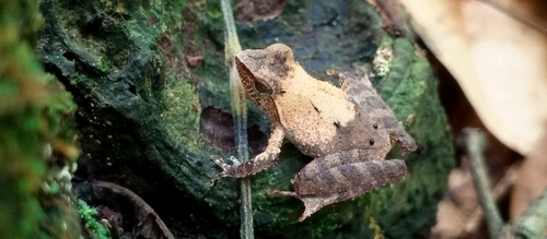 Golden Puddle Frog