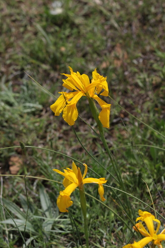 Rush-leaved Iris