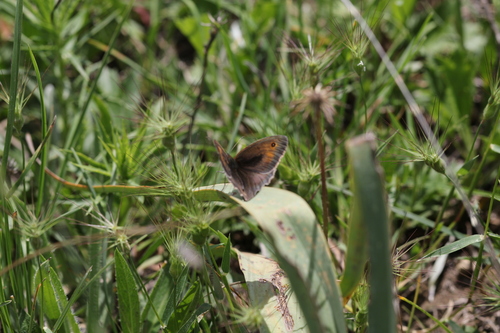 Meadow Brown
