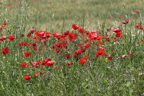 common poppy
