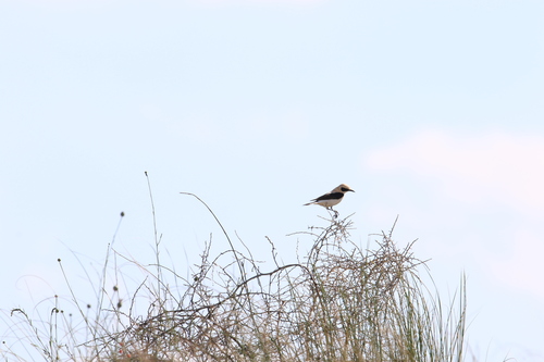 Western Black-eared Wheatear