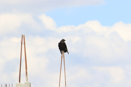 Common Raven