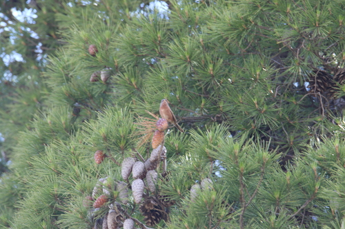 Tristram's Warbler