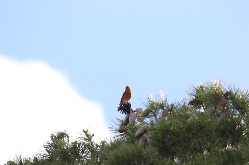 Moussier's Redstart
