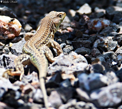 Spiny-footed Lizard