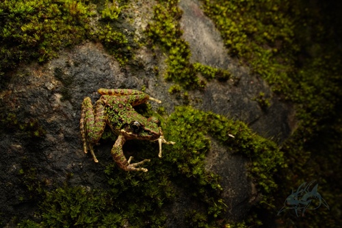Wuyi Sharp-nosed Frog
