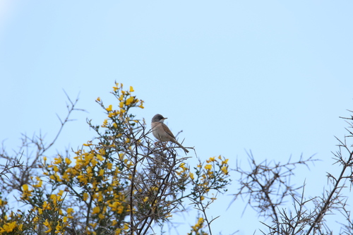 Spectacled Warbler