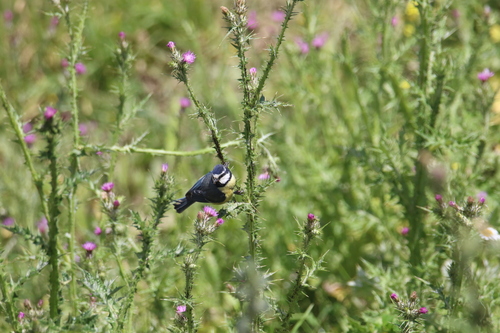 African Blue Tit