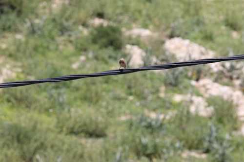 Eurasian Linnet