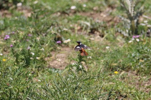 Moussier's Redstart
