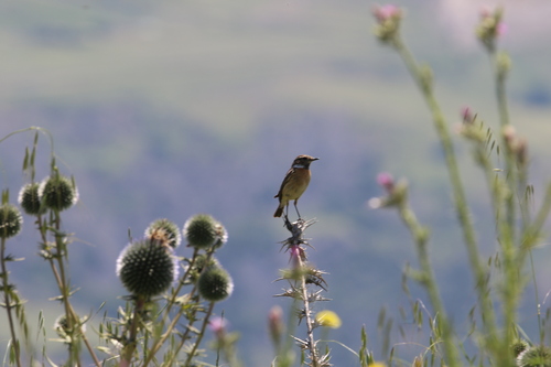 European Stonechat