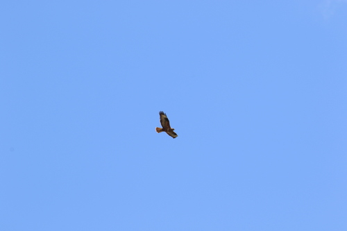 Atlas Long-legged Buzzard