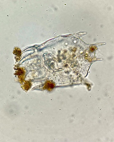 Plationus patulus