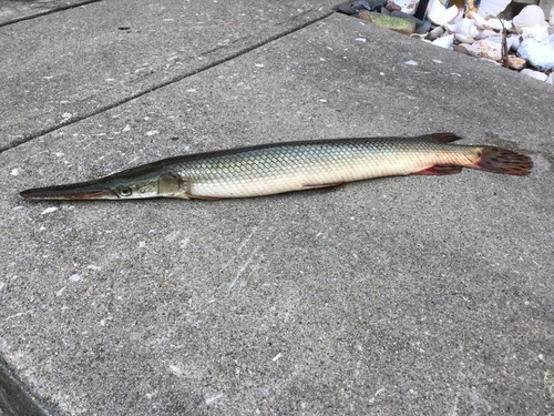 Shortnose Gar